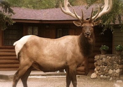 Redemption Cabin is an extraordinary vacation rental cabin near RMNP in Estes Park CO USA. This is an image of a front door bull elk.