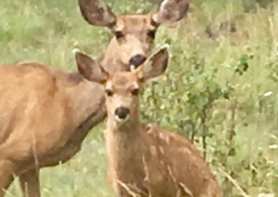 This is an image of a young mule deer pair at This Mountain Life